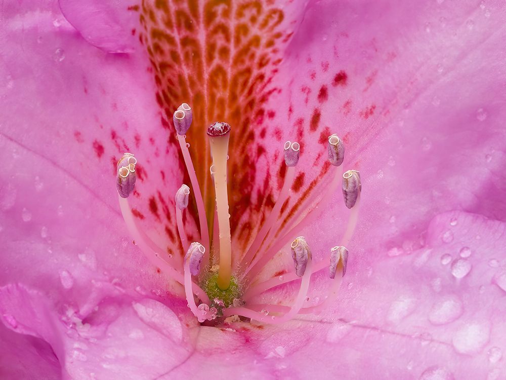 Rhododendron flower